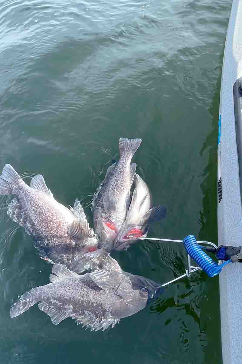 Kayak Fish String